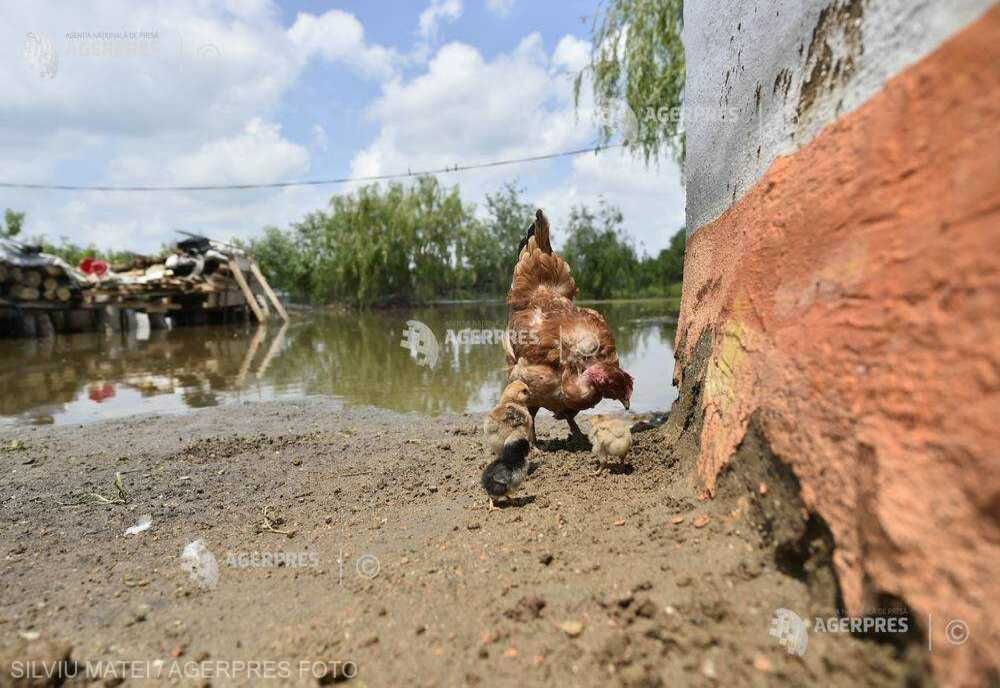 PESTE 2200 DE ANIMALE ŞI 6200 DE PĂSĂRI AU MURIT ÎN URMA INUNDAŢIILOR DIN JUDEŢELE VASLUI ŞI GALAŢI