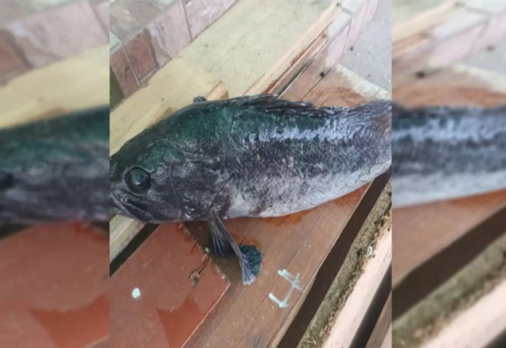 Pește misterios prins la malul Mării Negre