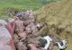 Trei noi cazuri de pestă porcină în judeţul Galaţi