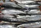 Peste 80 kilograme de scrumbie, confiscate de la un gălăţean