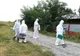 Pesta porcină se extinde în județ