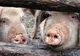 Focare noi de pestă porcină africană, la Braniştea şi Şendreni
