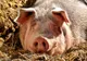 Trei noi focare de pestă porcină africană, confirmate în judeţul Galaţi