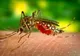 Primul caz de infecţie cu virusul West Nile în acest sezon, la Galaţi