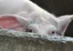 Un nou focar de pestă porcină africană în apropiere de Vlădeşti