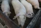 Peste 300 de porci eutanasiați la Tălpigi, din cauza pestei africane