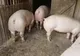 Focar de pestă porcină africană în gospodăria medicului veterinar
