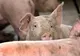 Încă un caz de pestă porcină africană în judeţul Galaţi