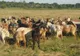 Ciobanii din Târgu Bujor, amendați că au trecut cu turmele prin pădure