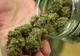 Prins de polițiști drogat la volan și cu marijuana lângă el