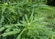 Folosirea cannabisului în scop medical - proiect trecut de Senat