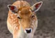 Câinii din pădurea Gârboavele au atacat căprioarele de la Zoo