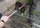 Un câine din rasa pitbul, în vârstă de 7 ani, a fost imobilizat de jandarmii gălăţeni după ce acesta a atacat-o pe mama stăpânului său