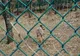 Poliția Animalelor a sancționat Grădina Zoologică din Galați