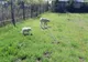 Câine schingiuit de stăpân, trimis de polițiștii din cadrul Biroului pentru Protecția Animalelor la un adăpost 