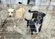 Iubiți animalele responsabil