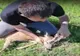 Video: Căprior salvat de vânătorii de la AJVPS Galați