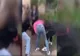 Mama uneia dintre fetele agresoare în scandalul de la Tecuci a fost reținută pentru 24 de ore