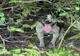 Câine abandonat și legat cu o sârmă de un copac