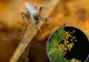 INSP: 3 cazuri de infecție cu virusul West Nile, confirmate în județul Galați în 2026